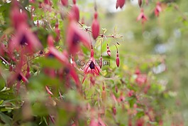 開花,粉紅色,花