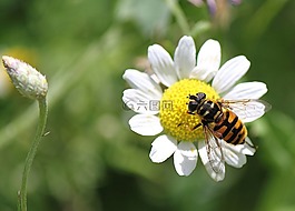 hoverfly,昆蟲,特寫