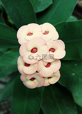 鮮花,新鮮,大戟屬