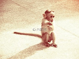猴子,動(dòng)物,猿