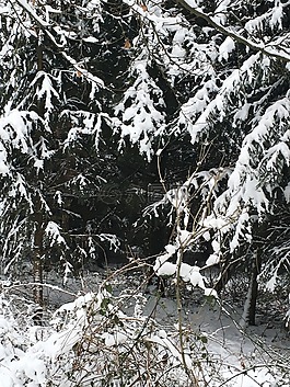 冬天,弗羅斯特,雪