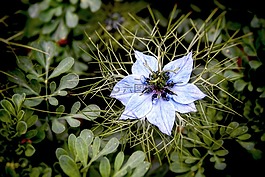 花,盛開,燈泡