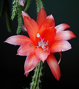 花,仙人掌,粉紅色