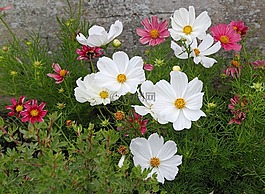 鮮花,園藝,花園