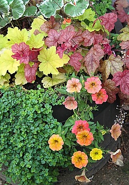 鮮花,盛開,春