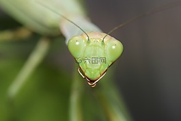 昆蟲,小胡子,bespozvonochnoe
