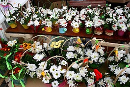 鲜花,春天,martisor