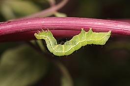 昆蟲,卡特彼勒,性質(zhì)