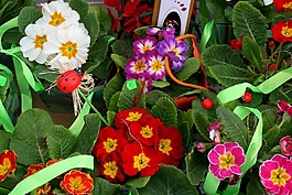 鮮花,春天,紅色