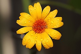 性質(zhì),花卉,沒有一個人