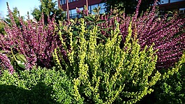 höstblommor,希瑟 ·,秋天的一天