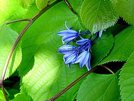 風(fēng)信子,花,藍(lán)色