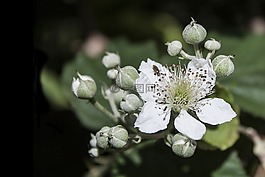 荊棘,花,白