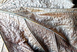 葉,干,秋