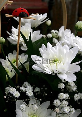 巴哈,花卉,白