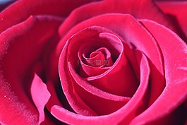 玫瑰,附件,愛騙局