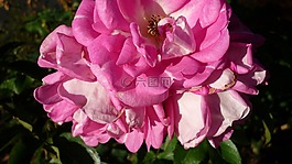 玫瑰,花,開花