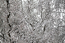 中國楊柳,雪,分支機構(gòu)