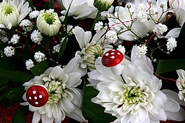 花卉,蘑菇,白