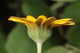 性質(zhì),花卉,沒有一個人