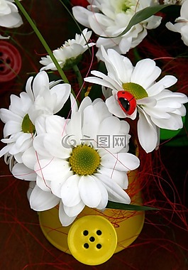 花卉,巴哈,白