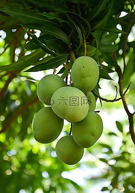 芒果,水果,蔬菜