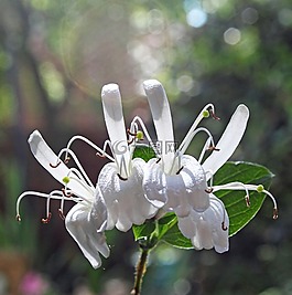 鮮花,白,花園