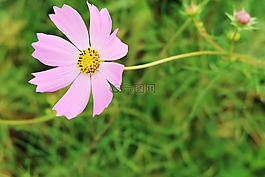 宇宙,粉红色的宇宙,花卉园