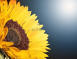 花,向日葵,夏天