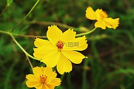 宇宙,黃色的宇宙,花卉園
