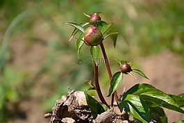 牡丹,廠,芽