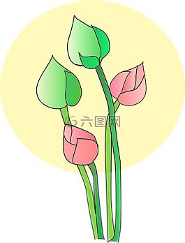 莲花,花,盛开