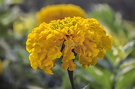 黃色,花,花的