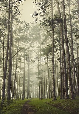 风景,松树林,雾