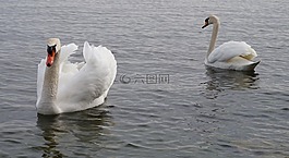 水鳥,天鵝,水
