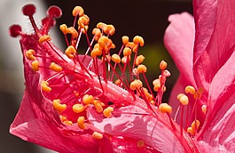 花,粉紅色,美麗的花