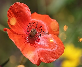 罌粟,特寫(xiě),紅色