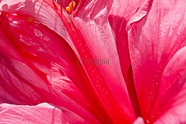 花,粉紅色,美麗的花
