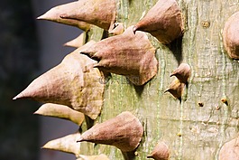 chorisie,美人豆,部落