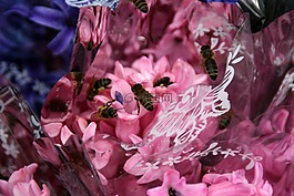 風(fēng)信子,蜜蜂,粉紅色