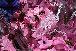風(fēng)信子,蜜蜂,粉紅色