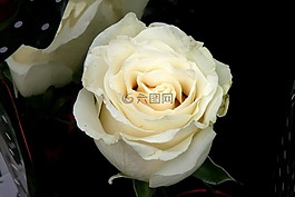 玫瑰,白,花瓣