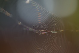 蜘蛛網,聚焦,蜘蛛