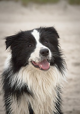 邊境牧羊犬,狗,海灘