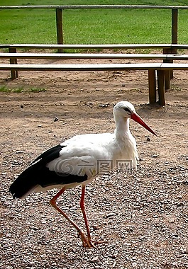 鸛,鳥,動(dòng)物