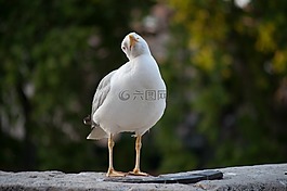 鳥,野生動(dòng)物,自然