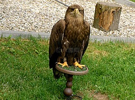 阿德勒,鳥,野生鳥