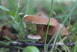 蘑菇,自然