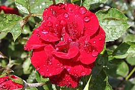 玫瑰綻放,花,紅色