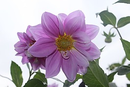 花,綠色,植物